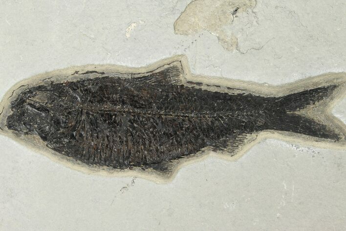 Fossil Fish (Knightia) - Green River Formation #189617